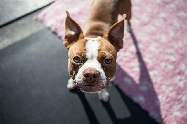 brown and white dog at daycare