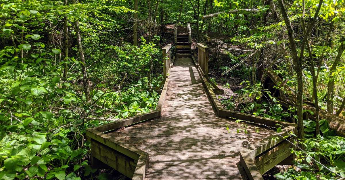 wooden path in the woods