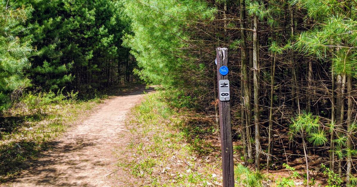 hiking trail with blue trail marker