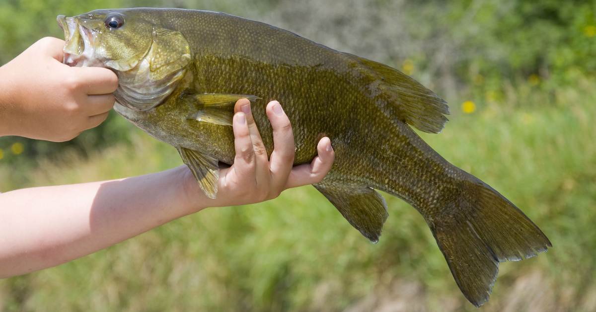 hands holding up bass fish